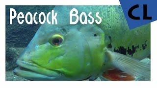 [HD] Peacock Bass - Cichla ll YOUTUBE RECORD ll 32 INCHES // BERLIN AQUARIUM