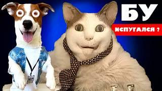 БУ испугался ► Собака vs Кот