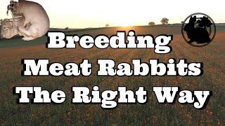 Breeding Meat Rabbits The Right Way