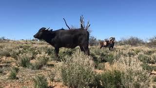 Buffalo, sheep and dog make unusual friends - Nandi has grown up!