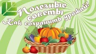 Как сохранить урожай. Лучший метод борьбы с гнилью. │Башинком