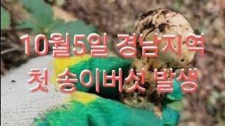 2024년 10월 5일 경남지역 첫 송이 발생 정보~