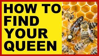 Beekeeping | How To Find Your Queen Faster & Easier