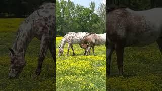 A Beautiful Day With The Horses Part I