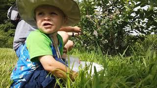 Making a Roadtrip to Knowlan Family Farm to pick some Blueberries! Filmed with DJI OSMO POCKET!