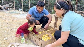 The whole family built a duck coop and went to buy ducklings | Family Farm Life