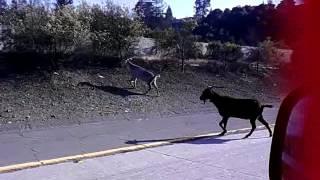 Captain, there be goats on freeway