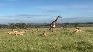 Watch this HUNGRY pride of 11 lions hunt down a giraffe and her baby in Kenya