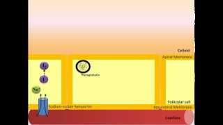 Thyroid Hormone Synthesis