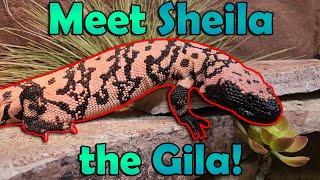 All about Gila Monsters! *Venomous*