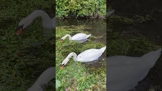 Swans relaxing in France ผ่อนคลายกับธรรมชาติในฝรั่งเศสกับหงส์ขาว #ฝรั่งเศส #nature #หงส์ขาว #swans