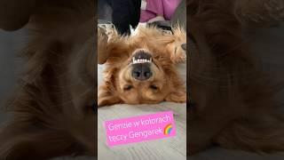 GenZie w kolorach tęczy - Gengarek  #genzie #viralvideo #shortvideo #friz #kartonii @Kartonii