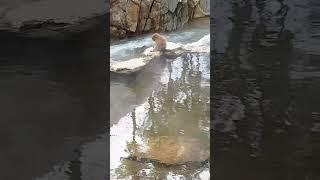 Snow Monkeys in Japan 