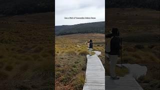 Plenty of Wombats in Sight, Near Ronny Creek #cradlemountain #hikingadventures #tasmania #australia