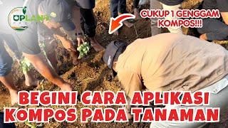 Aplikasi Kompos Penyubur Tanah pada Tanaman Hortikultura | UPLAND Project