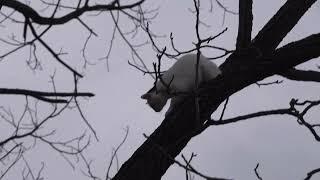 TreeCat  4k