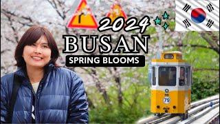  เที่ยวปูซาน 2024 : SPRING BLOOMS IN BUSAN  ช่วงปลายเดือนมีนาคม ดูดอกพ็อดกด ที่จินแฮ ปูซาน