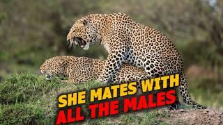 Leopard Promiscuity: How Females Protect Their Cubs from Rival Males