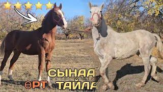 өрттөр чыкты ⭐️сынаакы тайлар