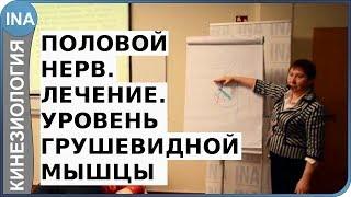 Половой нерв. Лечение. Уровень 1. Кинезиология. Л.Ф.Васильева