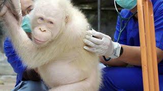 Meet Alba, Borneo's Only Albino Orangutan