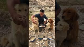 The homeless man prepared a sumptuous lunch for the three stray dogs