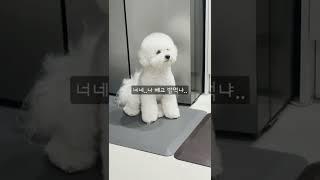 [망고] 현실부정 비숑 망고 #반려견 #shorts #shortvideo #doglover