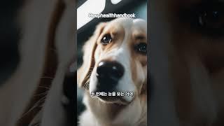 Four Ways to Read Your Dog's Mind