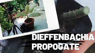 How to propogate dieffenbachia/dumb cane plant. Multiply dieffenbachia in my way.