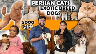 Home Breeder | Exotic Dog Breeds | தமிழ் Persian Cats | Paw Prints Coimbatore