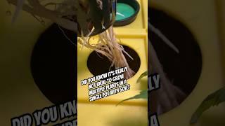 Hydroponics DWC Vs Soil Fun Fact! #shorts #soil #hydroponics #funfacts