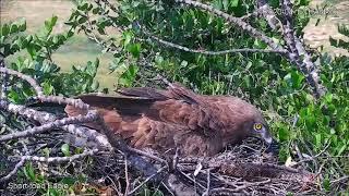 זכר חדש הגיע אל קן החיוויאים - Israel Raptor Nest Cam - עופות דורסים בשידור חי