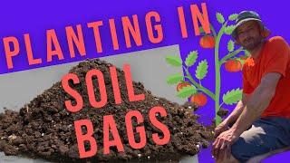 Growing Directly in Potting Soil Bags – Planting Tomatoes