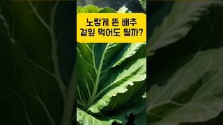 노랗게 뜬 배추 겉잎 먹어도 될까?  #배추겉잎 #배추활용법 #건강식단 #음식물쓰레기줄이기 #자연수면제#건강이보인다 #락투카리움 #shorts  #지식