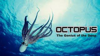 The Genius of the Deep Octopus Intelligence Unveiled!