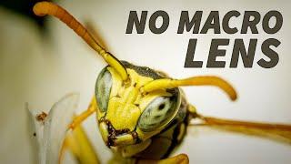 Incredible! Macro Photography Without a Macro Lens!