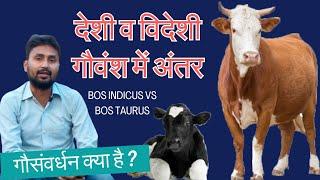 गायों की भारतीय vs विदेशी नस्लें Bos indicus vs Bos taurus | गौसंवर्धन क्या है ? Desi vs Exotic Cows