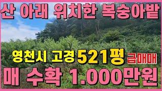 복숭아밭 수확 천만원! 장기적으로 보면 확실히 이득 보는 땅매매 , 영천땅매매 , 영천부동산 급매물