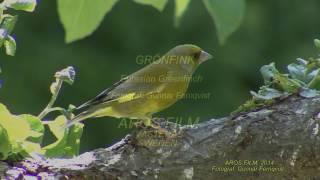 GRÖNFINK  Eurasian Greenfinch   (Chloris chloris)  Klipp - 1921