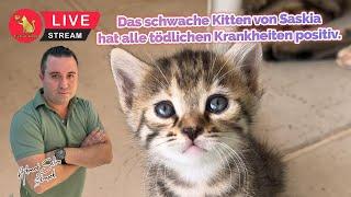 Das schwache Kitten von Saskia hat alle tödlichen Krankheiten positiv.