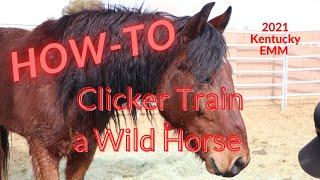 How To Teach A Wild Horse +R, Positive Reinforcement, Clicker Training