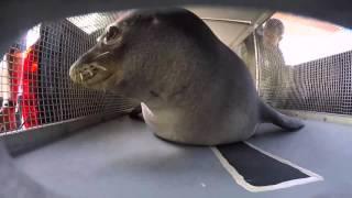 Coast Guard transports critically endangered monk seals