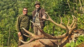 Red stag hunting in Romania - Hirschjagd in den Karpaten - Kronhjort jagt i Rumænien