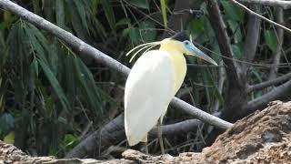 capped heron (Pilherodius pileatus)