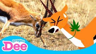 Help! Gazelle in Danger! | Gazelle Gotta Bounce!! | Animal Songs | Dragon Dee Songs for Children