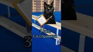 Какой тип вы? Я 3  #мем #мемныекоты #котики #вреееек #мой_день #подишись