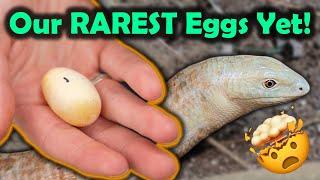 Our Legless Lizards Laid Eggs!!