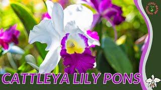 CATTLEYA LILY PONS Information & Growing Tips!