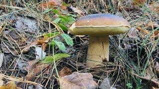 MUSHROOMS IN SEPTEMBER  IN UKRAINE. PART 1: Boletus mushroom, Amanita, Russula