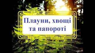 Плауни, хвощі та папоротеподібні